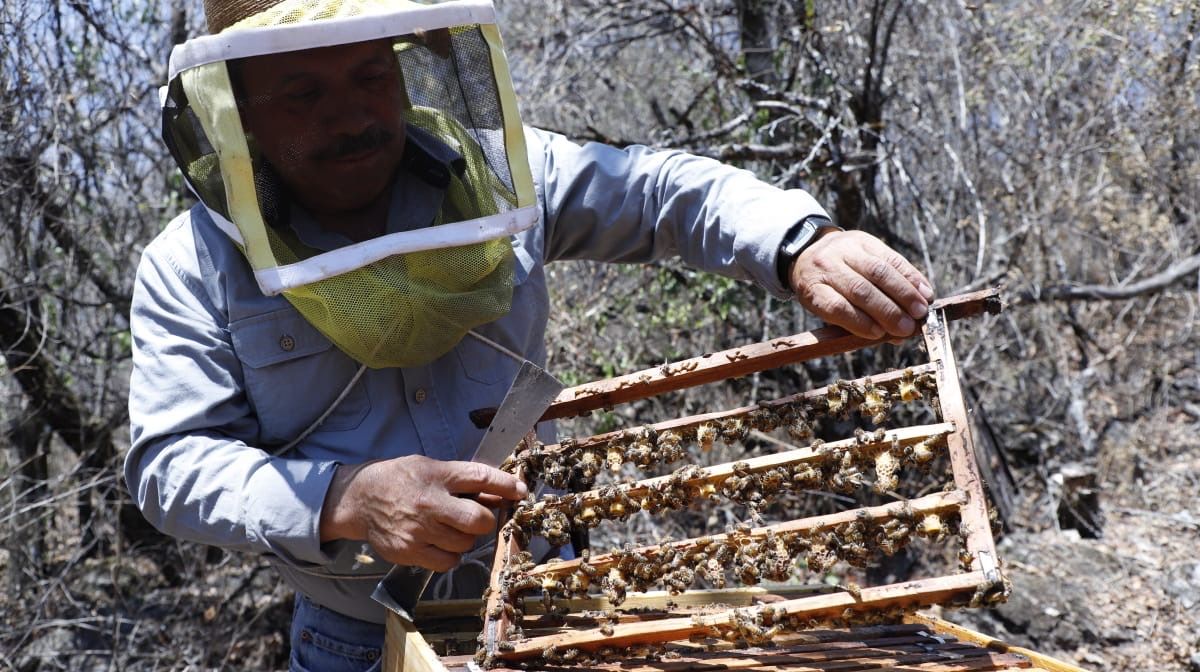 Endulzan apicultores mexiquenses a los hogares con una producción de 952 toneladas de miel en 2019