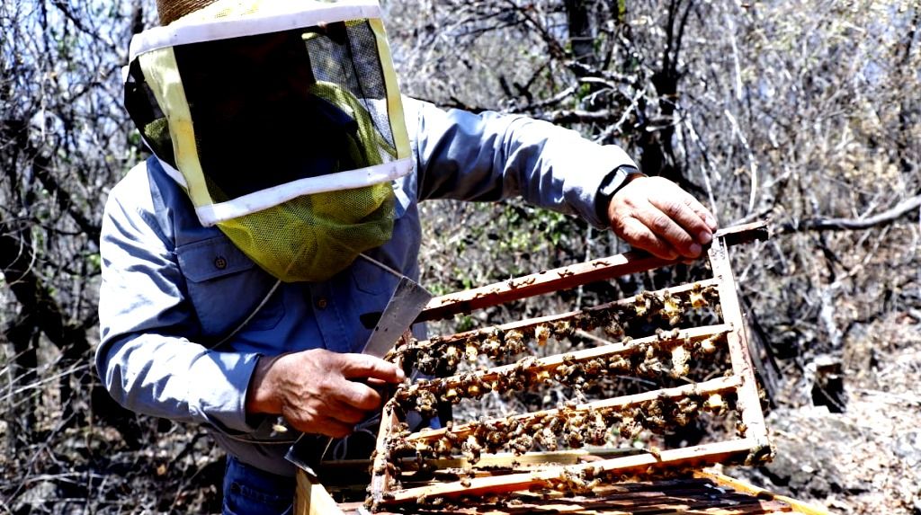 Los apicultores mexiquenses endulzan los hogares con una producción de 952 toneladas de miel en 2019