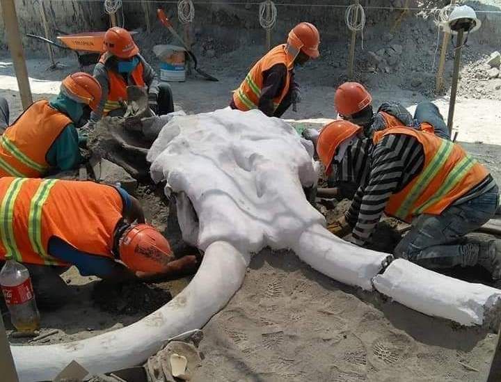 Encuentran restos de 60 mamuts en nuevo Aeropuerto de Santa Lucía