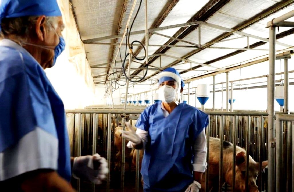 El GEM fomenta producción porcina para garantizar seguridad alimentaria de los mexiquenses