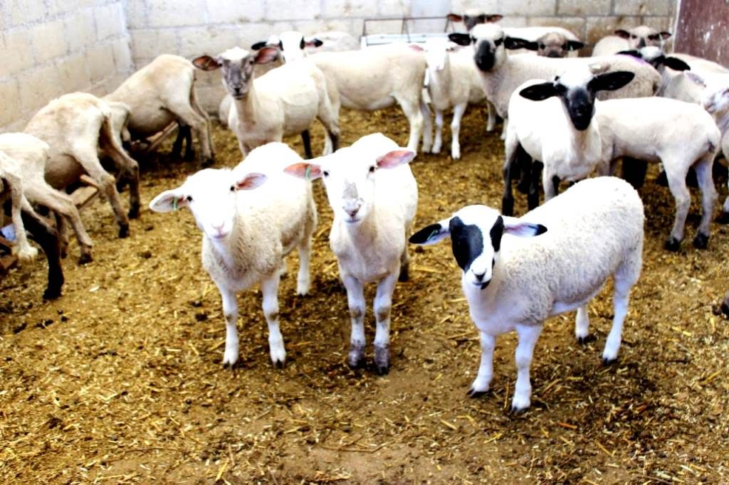 El Edoméx aplica tecnología para el mejoramiento de la producción ovina
