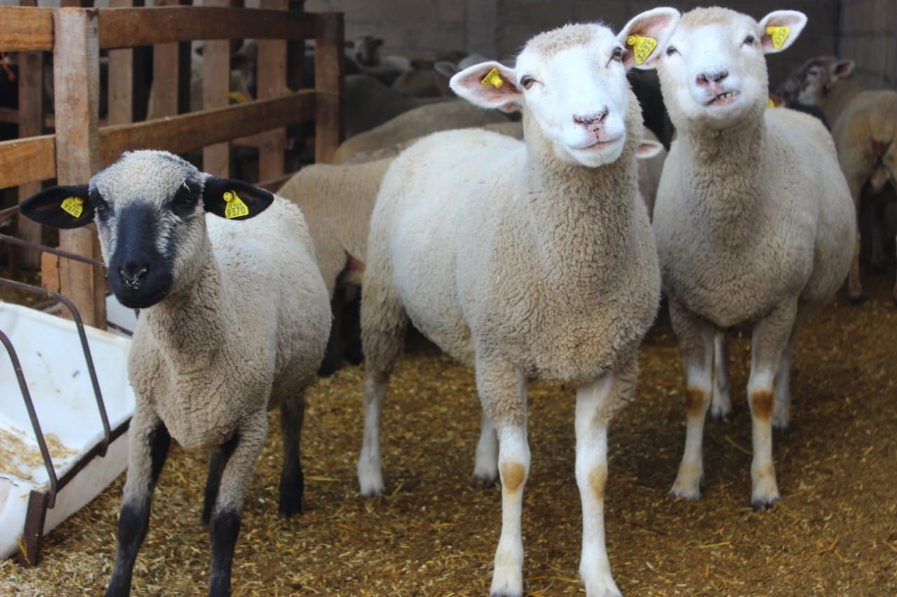 Aplica edoméx Tecnología  para el  mejoramiento de la producción ovina