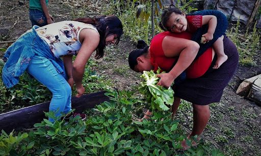 Arranca el proyecto de huertos de traspatio en 60 pueblos de Taxco