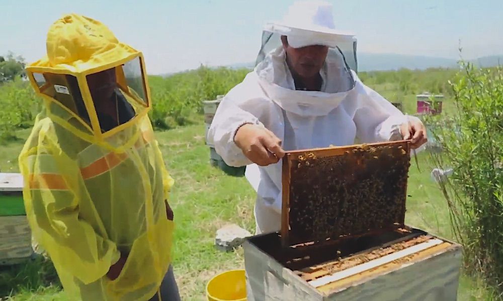 Apicultores mexicanos pierden hasta 40% por exportar miel sin clasificar 