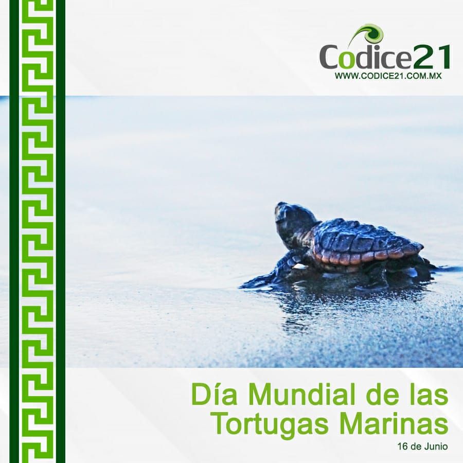 Hoy, Día Mundial de las Tortugas Marinas 