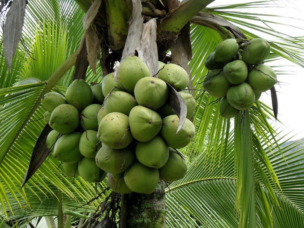 Productores de coco reportan cuantiosa pérdida por el cierre del mercado de consumo