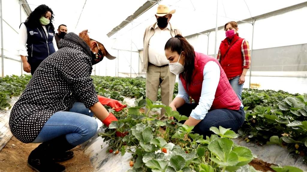 El GEM apoya a productor de fresa orgánica con sábana plástica para a rehabilitación de su invernadero