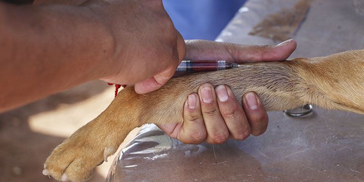 Chimalhuacan alerta sobre campañas irregulares de vacunacion de mascotas