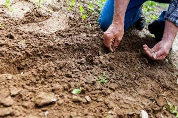 Sin estrategia de gobierno la recuperación y conservación del suelo en México