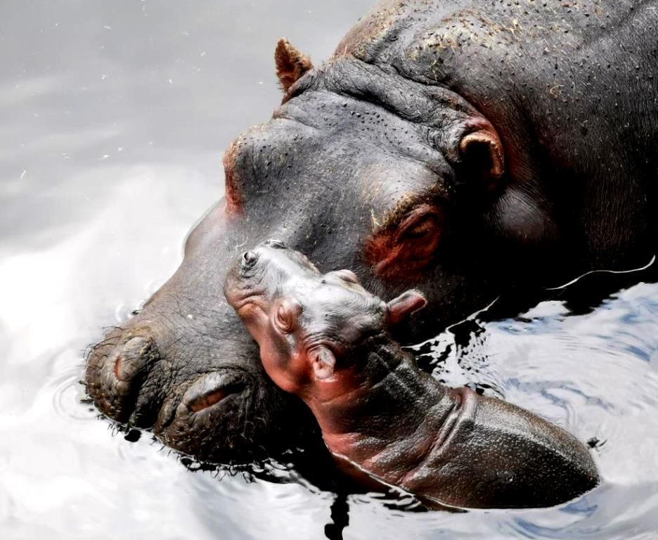 Nace bebé hipopótamo gobierno trabaja en su sobrevivencia