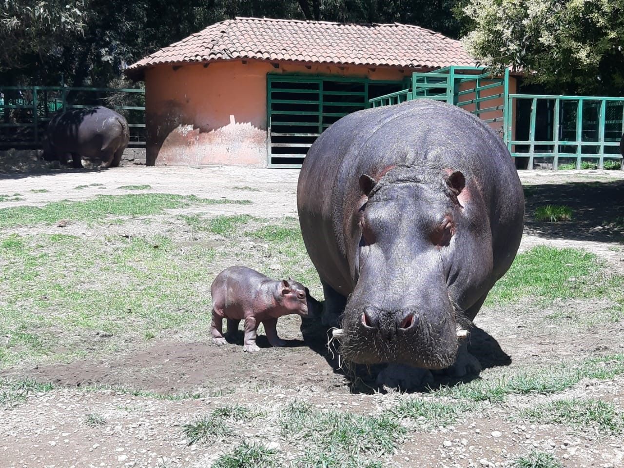 
#Nació el 13 de julio bebé hipopótamo en el Parque Ecológico de Zacango, Estado de México