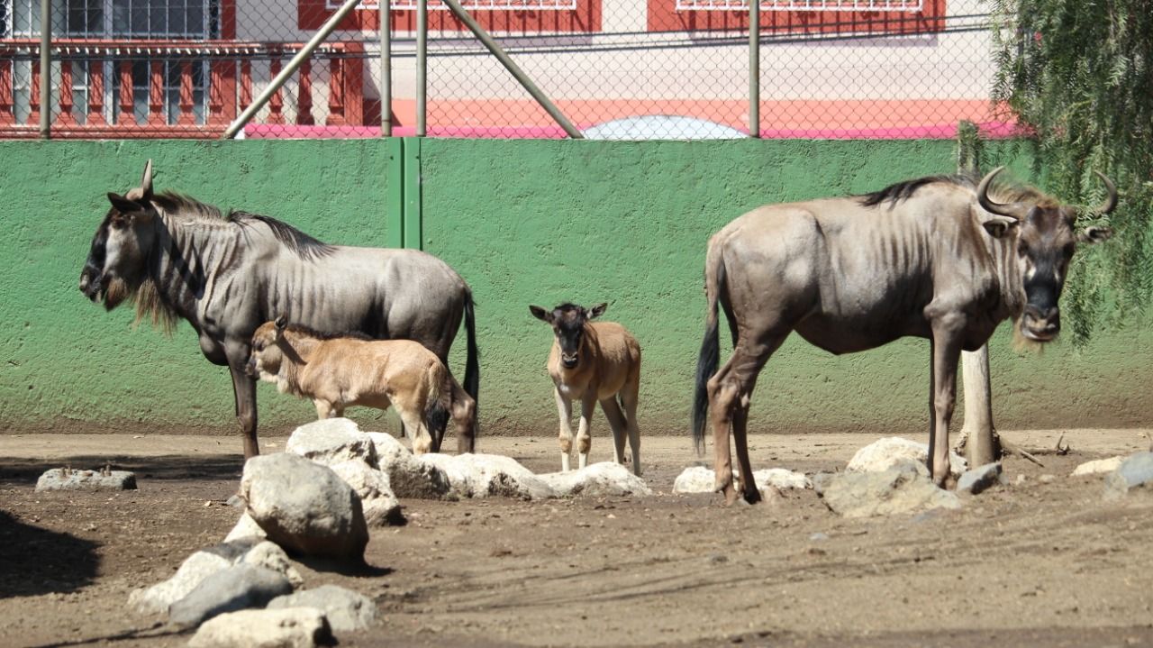#El Parque Zoológico de Nezahualcóyotl listo se prepara para reabrir, Juan Hugo de la Rosa