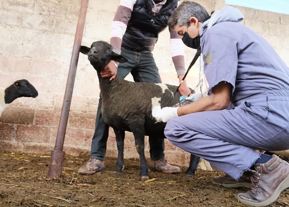 Realiza GEM diagnóstico genético en ejemplares ovinos para mejorar la producción en la entidad