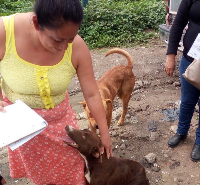 Programa CER en Texcoco en un año se han esterilizado 357 perros