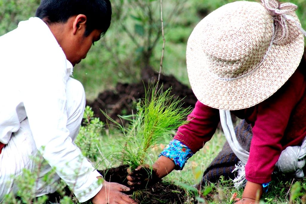 El CEDIPIEM y Probosque desarrollan jornada de reforestación a favor de la comunidad Matlazinca de Temascaltepec 