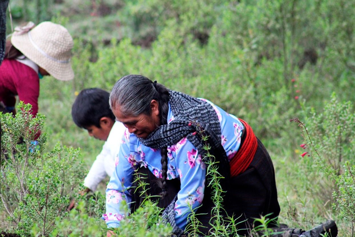 Desarrollan CEDIPIEM Y PROBOSQUE jornada de reforestación a favor de comunidad Matlazinca de Temascaltepec