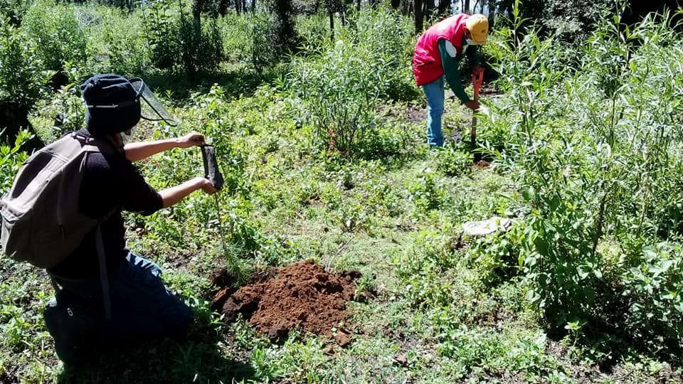 #Gobierno de Ixtapaluca reforesta el paraje ’Las Antenas’ en Río Frío