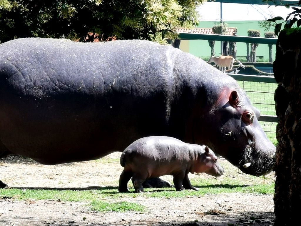Aumenta a 50 por ciento esperanza de vida de bebé hipopótamo en parque ecológico Zacango