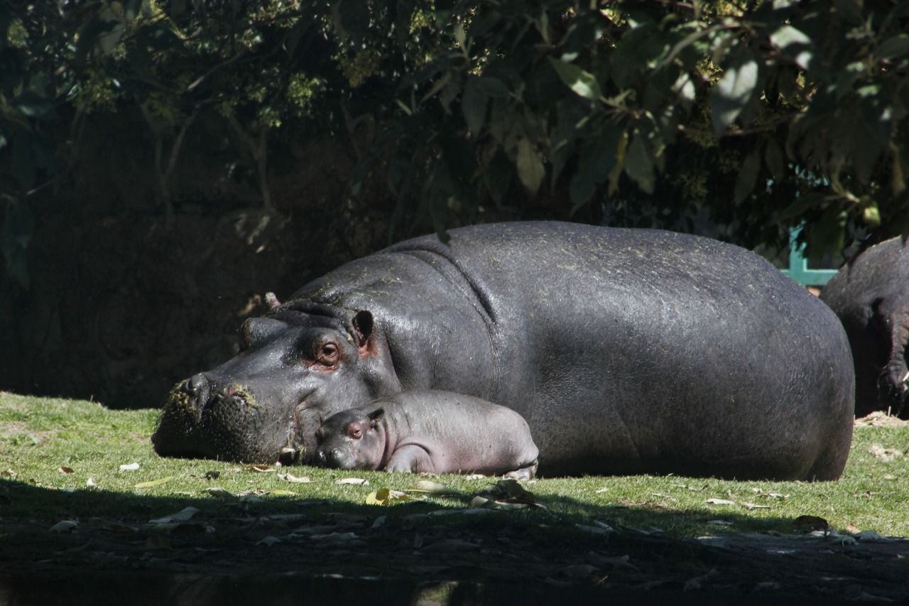 Aumenta a 50 por ciento esperanza de vida de bebé hipopótamo en Parque Ecológico ’Zacango’