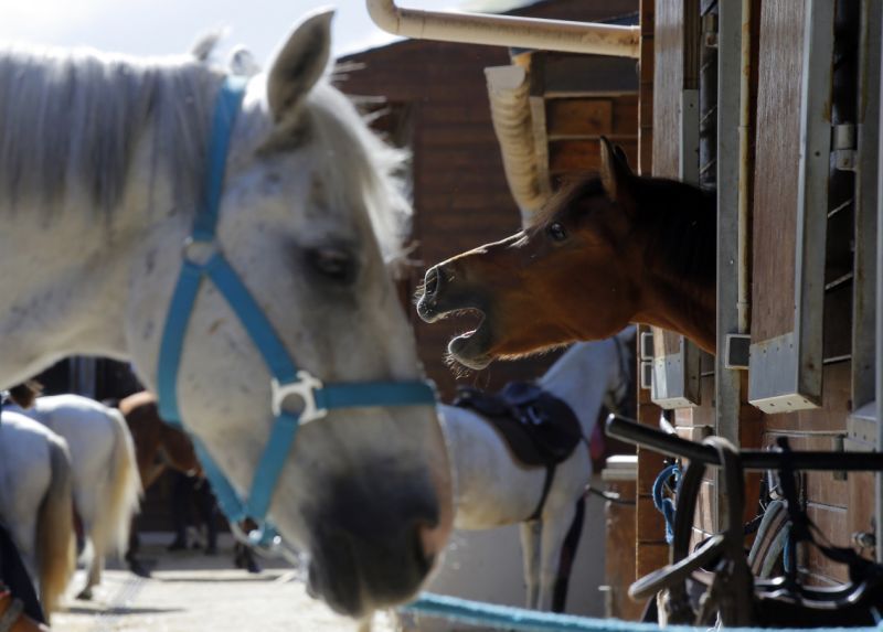 Misteriosas mutilaciones de caballos desconciertan a Francia
