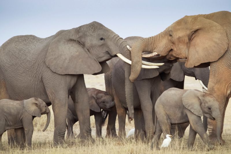 Mueren envenenados 12 elefantes en un parque de Zimbabue
