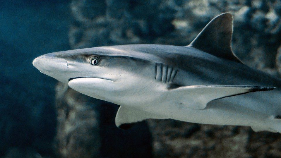Se levanta veda de tiburón en los litorales de Tabasco, Campeche
y Yucatán

