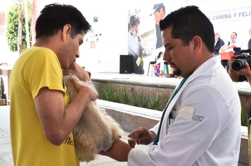 Salud del Edoméx llama a vacunar a perros y gatos contra la rabia