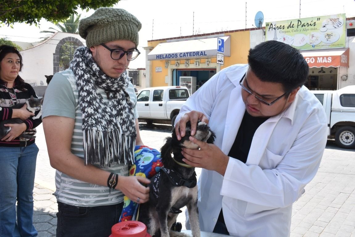 LLama salud del  EDOMÉX a vacunar a perros y gatos contra la rabia 