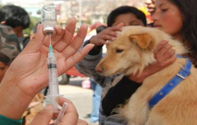 Del 20 al 26 de septiembre se realizará la Campaña de Vacunación Antirrábica Canina y Felina