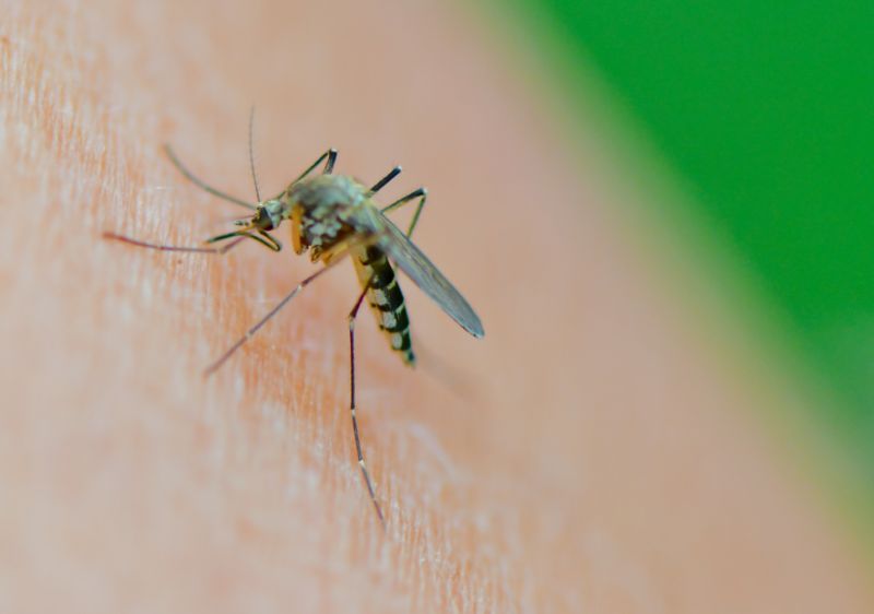 Alerta en Michigan por una rara y letal enfermedad transmitida por mosquitos
