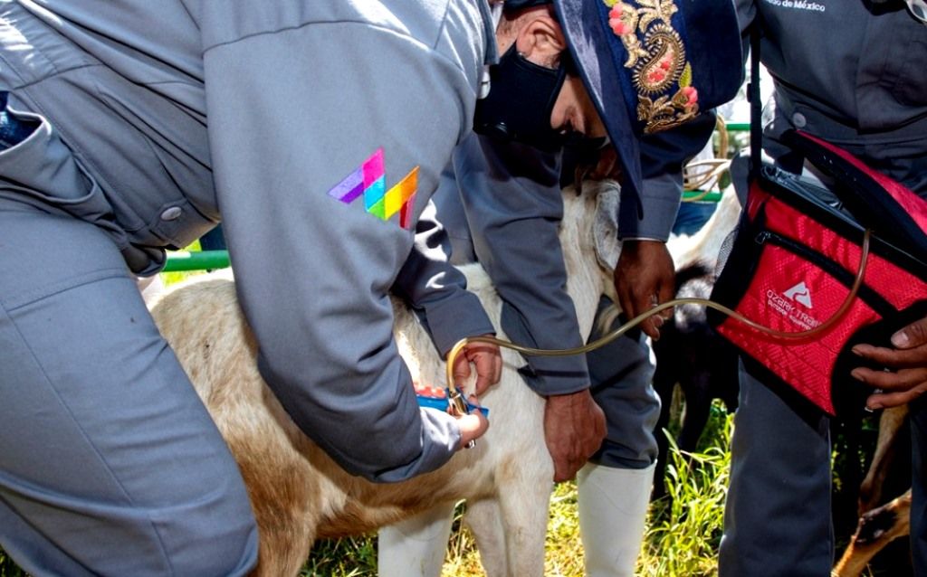El GEM aplica más de mil vacunas a ganado de San Simón de Guerrero