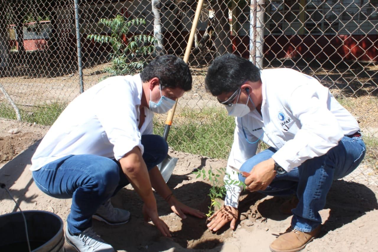 SEDESU entrega 3 mil árboles regionales al municipio de El Fuerte