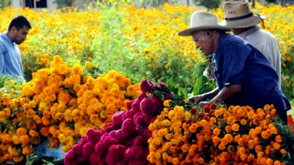 Los floricultores del Edoméx esperan una derrama económica de 700 mdp por la celebración de Día de Fieles Difuntos