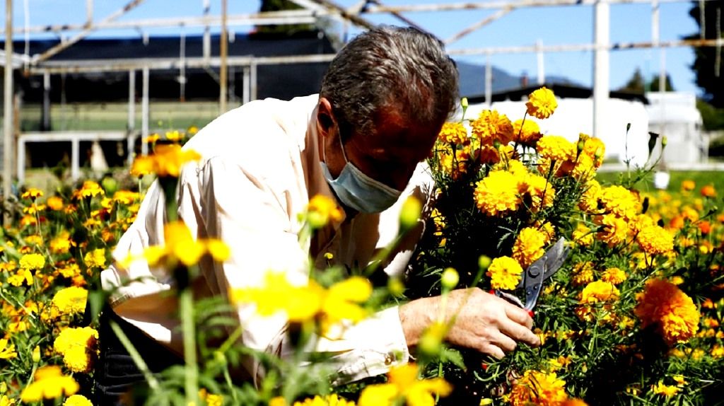 Los floricultores mexiquenses invitan a conservar tradiciones de día de muertos con ofrendas desde casa
 
