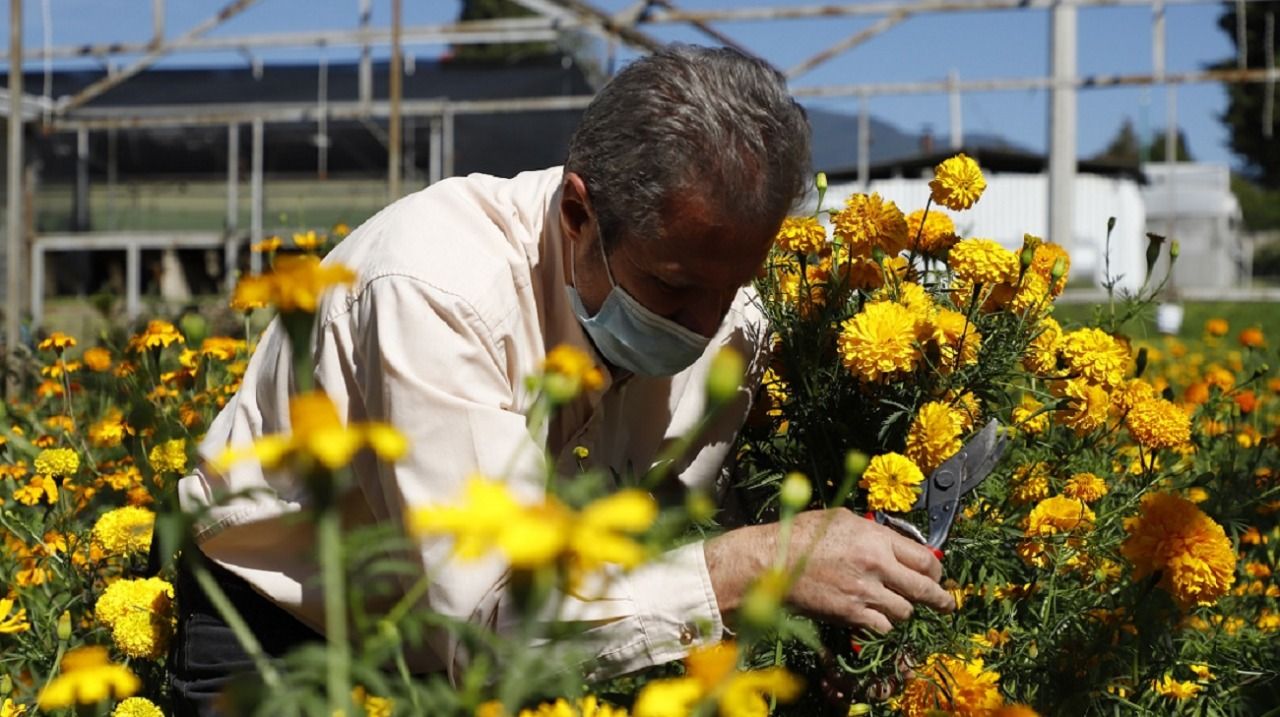 Invitan floricultores mexiquenses a conservar tradiciones de Día de Muertos con ofrendas desde casa