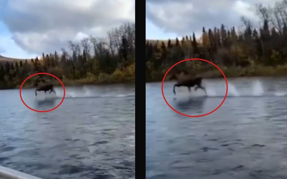 ¿Real o fake? Captan a un alce ’caminando’ sobre las aguas de un río en Alaska; video se hace viral

