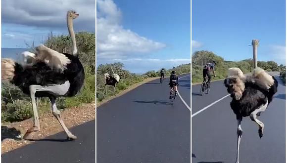 Los dejó en ridículo: avestruz retó a un grupo de ciclistas a una carrera y final remece las redes sociales [VIDEO VIRAL]
