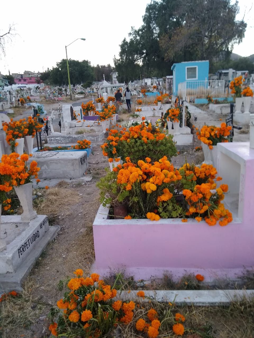 Autoridades de Ecatepec #adornan con 2 toneladas de flor de cempasúchil las tumbas de panteón que permaneció cerrado en #Día de Muertos 