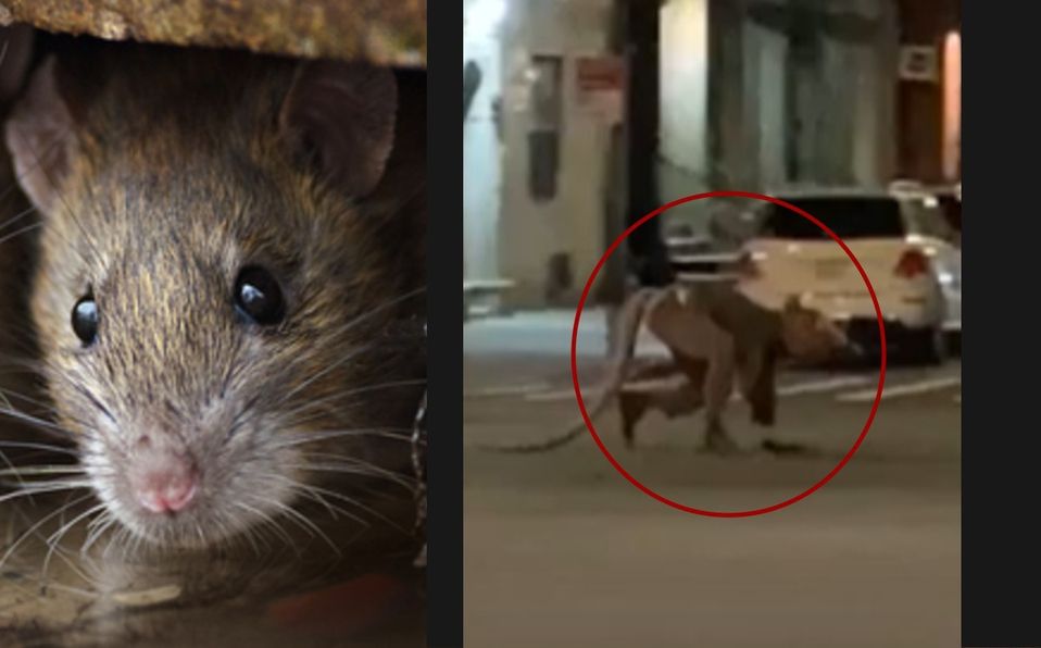 Captan a hombre ’rata’ cruzando una calle de Nueva York; se hace viral (VIDEO)
