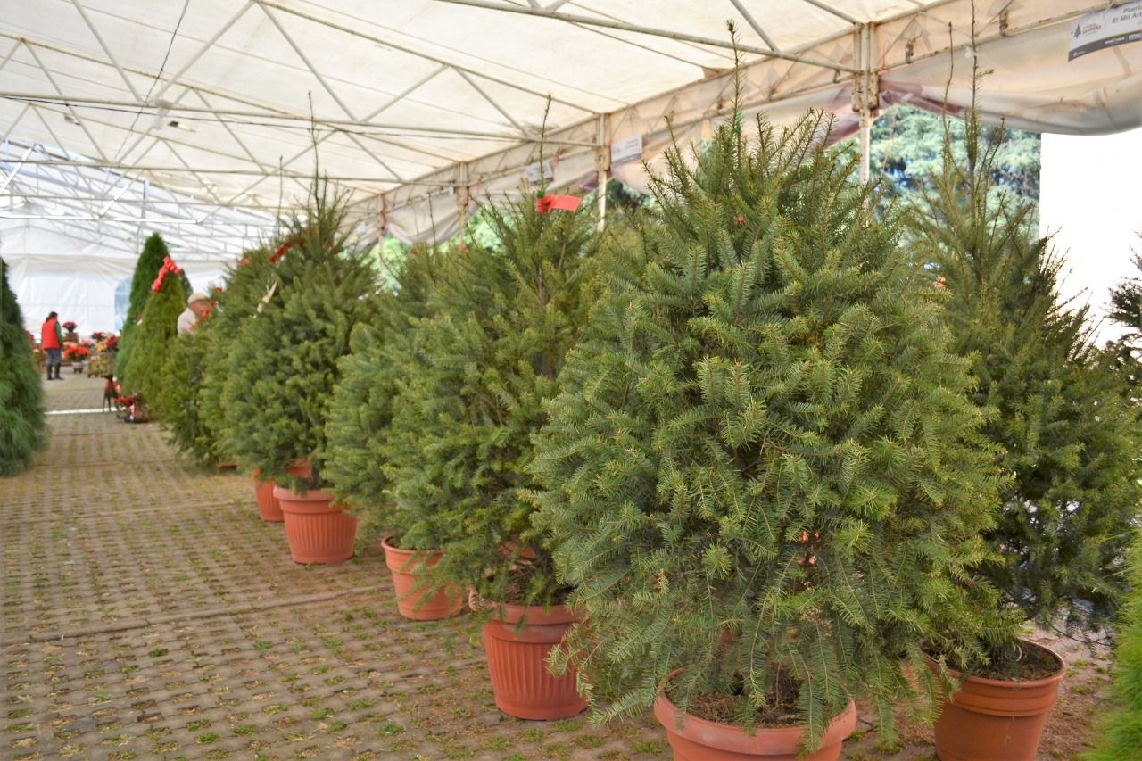 Comercializa EDOMÉX casi 400 mil árboles de navidad en este 2020