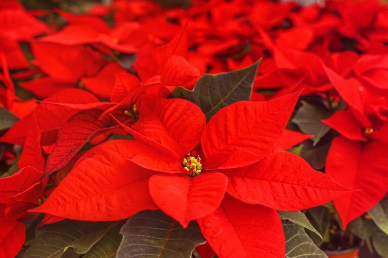 Flor de Nochebuena: el símbolo de la Navidad que es originario de Taxco