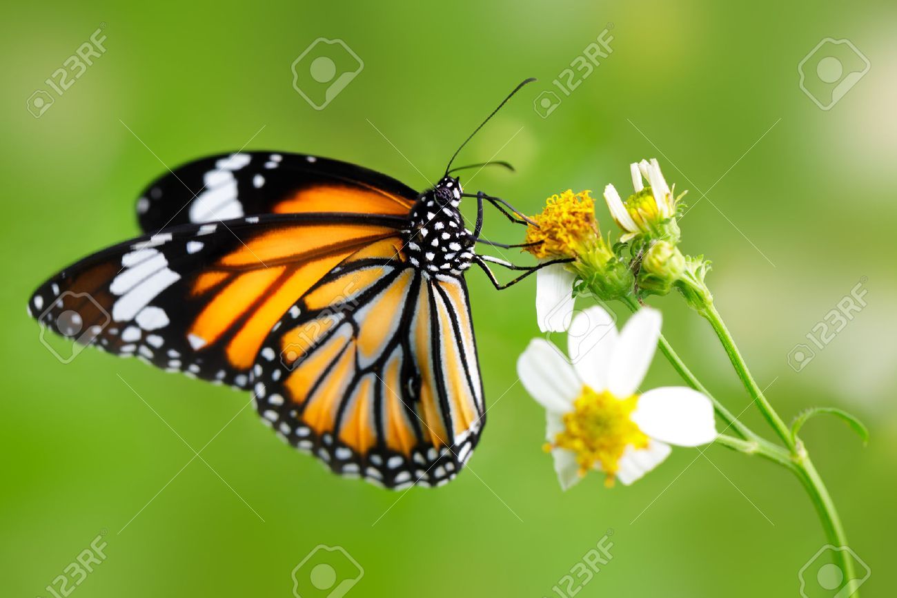 Santuarios de la mariposa monarca en Michoacán abrirán con todas las medidas sanitarias