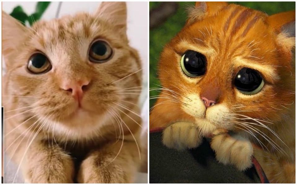 ’Gato con Botas’ de la vida real manipula a sus dueños con encantadora mirada; se hace viral
