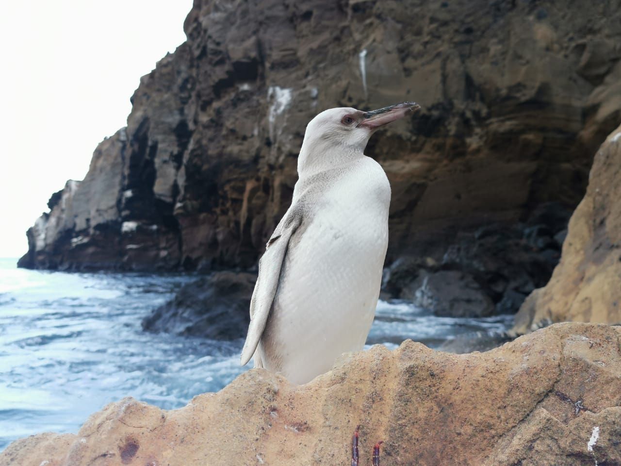 Un "raro" pingüino blanco fue descubierto en islas ecuatorianas de Galápagos
