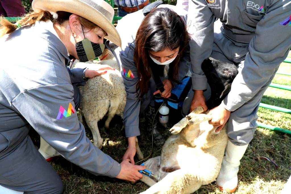 El GEM apoya con vacunación a ganado bovino en la zona de Tierra Caliente