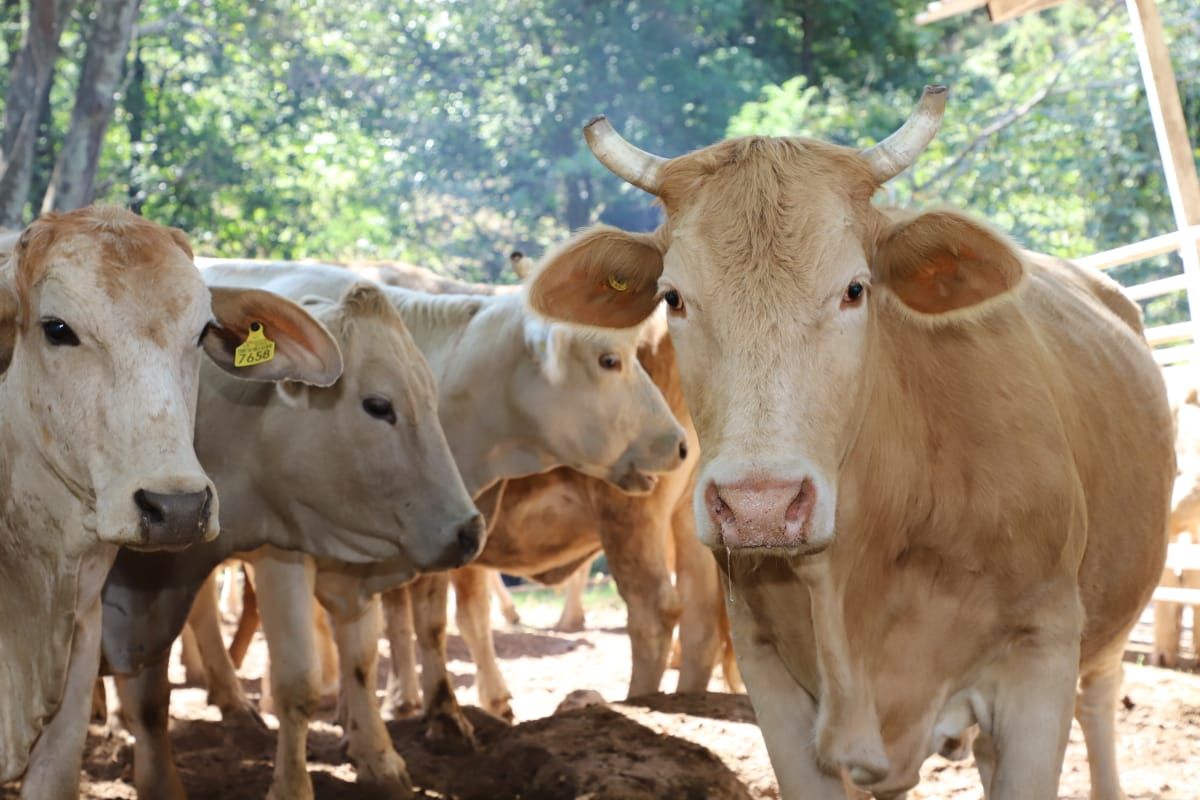 Apoya GEM con vacunación a ganado bovino en la zona de tierra caliente 