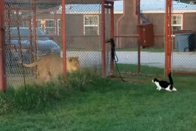Choque de especies: león enjaulado es desafiado por gato y reacción final remece las redes sociales [VIDEO]

