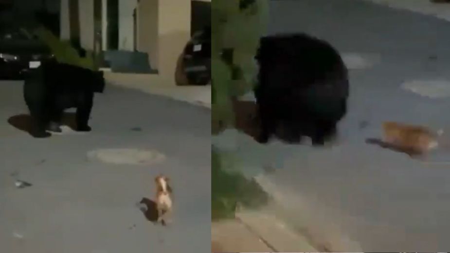 VIDEO VIRAL ¡Se puso bravo! Diminuto perrito se enfrenta a gran oso que vagaba por calles de Monterrey
