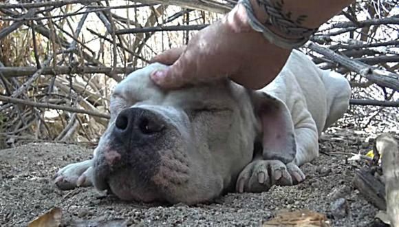 Perro callejero recibió caricias por primera vez y esta fue su inolvidable reacción
