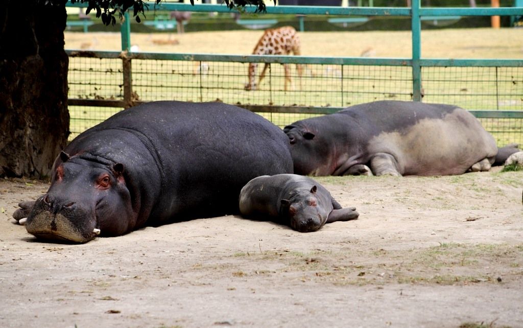 Aumenta cría de hipopótamo del Nilo su esperanza de vida en el Parque Ecológico Zacango